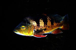 Cichla ocellaris Dvur zoo 1.jpg