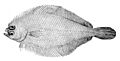 Citharichthys arctifrons.jpg