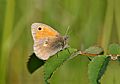 Coenonympha pamphilus qtl2