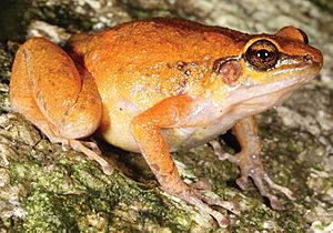 Cophixalus zweifeli female.jpg