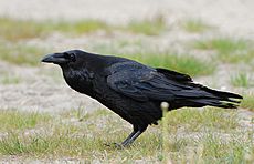 Corvus corax ad berlin 090516