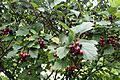 Crataegus douglasii kz1