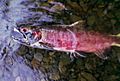 Dead salmon in spawning season