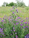 Echium plantagineum2.jpg