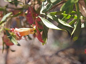 Eremophila neglecta flower.jpg