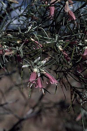 Eremophila stenophylla.jpg