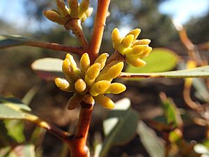 Eucalyptus adesmophloia buds