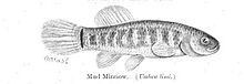 FMIB 35951 Mud Minnow (Umbra limi).jpeg