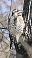 Female Yellow-bellied Sapsucker-l