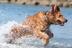 Golden Retriever charge