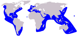 Grampus griseus distribution.png