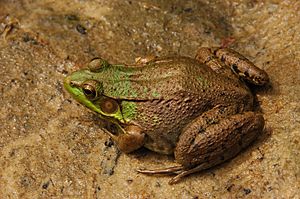 Green Frog Rana clamitans Facing Left 3008px