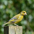 Green finch (E) (3) (9108229195).jpg