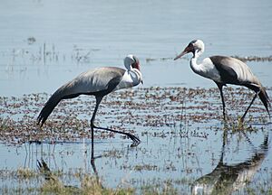 Grus carunculata Moremi