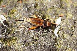 Gryllus assimilis female