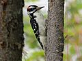 Hairy Woodpecker RWD