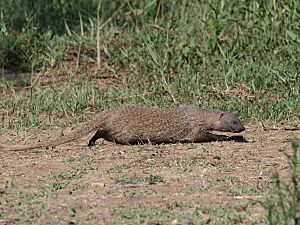 Herpestes ichneumon - Egyptian Mongoose