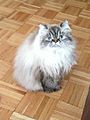 Himalayan cat m3