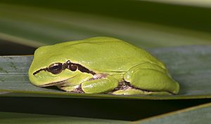 Hyla meridionalis MHNT Fronton.jpg