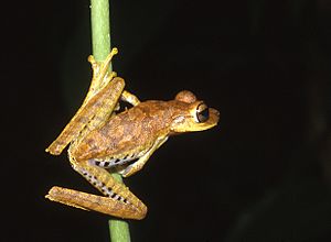 Hypsiboas fasciatus01.jpg