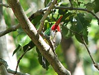 IMG 2932crop-puerto-rican-tody