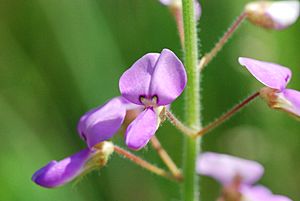 Illinois tick-trefoil (Desmodium illinoense) (5923889990).jpg