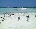 Isla Francisqui en los Roques