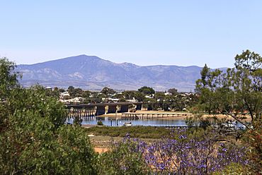 Jacaranda Time Port Augusta.jpg