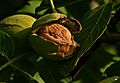 Juglans regia Echte Walnußfrucht 3