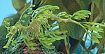 Leafy Seadragon