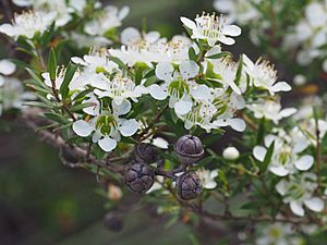 Leptospermum polygalifolium subsp. cismontanum close.jpg