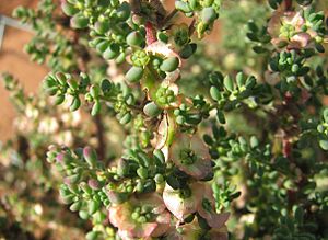 Maireana brevifolia.jpg