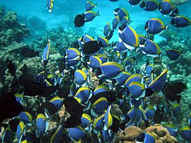 Maldives Surgeonfish, Acanthurus leucosternon