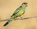 Mallee ringneck - Patchewollock Conservation Reserve.jpg