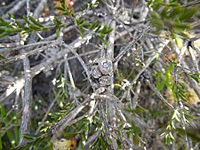 Melaleuca bracteosa fruits