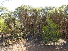 Melaleuca hamata (habit)