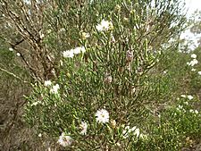 Melaleuca thyoides (leaves, flowers, fruits)