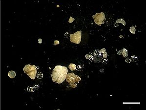 Microplastics in sediment from the Rhine