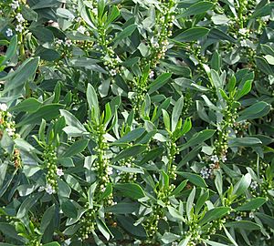 Myoporum insulare.jpg