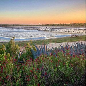 NLand Lagoon Native Plants Environment