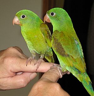 Orange-chinned Parakeet (Brotogeris jugularis)10c1