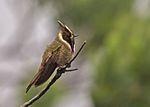 Oxypogon stuebelii - Buffy Helmetcrest - Colibrí Chivito - Barbudito Paramuno 23 (14411705333).jpg