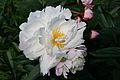 Paeonia lactiflora 'James Kelway'