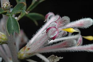 Petrophile biloba