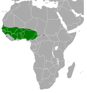 Poicephalus senegalus range map.png