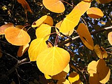 Populus tremuloides 8163