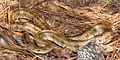 Prairie Kingsnake (Lampropeltis calligaster) photographed in Tyler Co., Texas. W. L. Farr