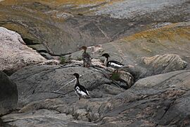 Red-breasted mergansers (14175107267)