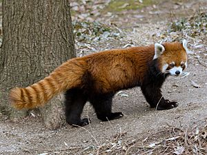 RedPandaFullBody