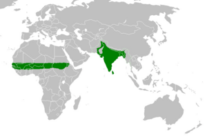 Rose ringed parakeet range.PNG